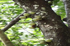 Diospyros bourdillonii